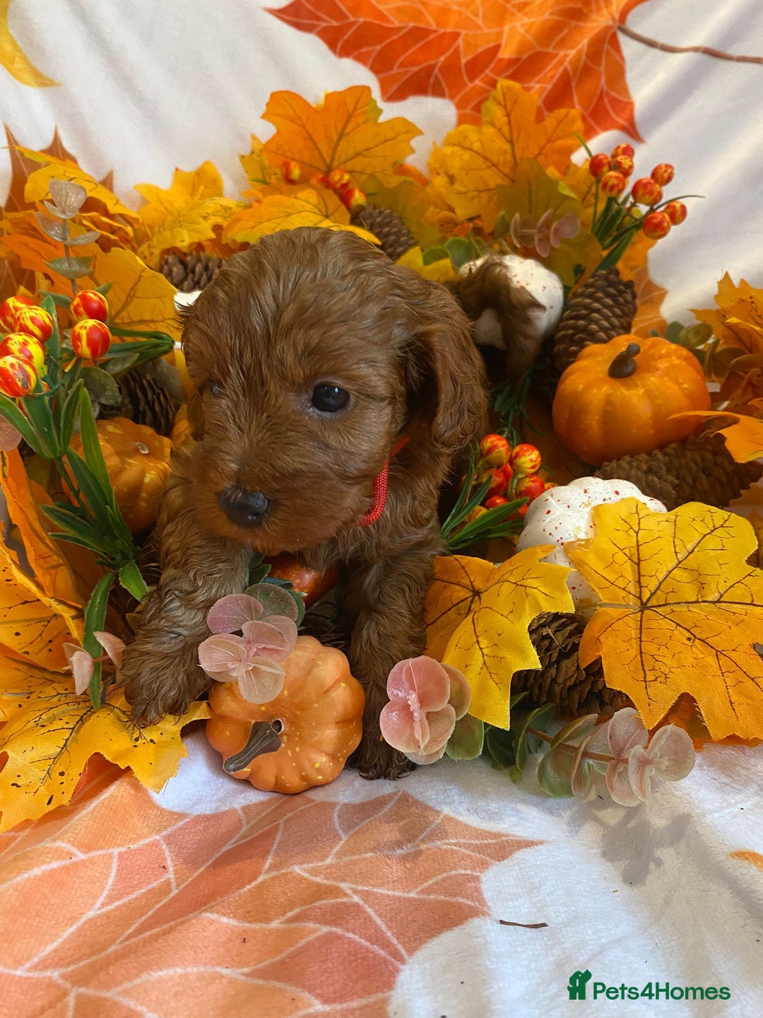 Cockapoo dogs for sale: Golden and Apricot Red F1b Cockerpoos for sale! - Image 18