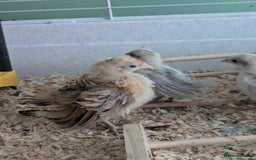 Chickens poultry for sale: Tiny Serama chicks (world's smallest chicken) - Image 6