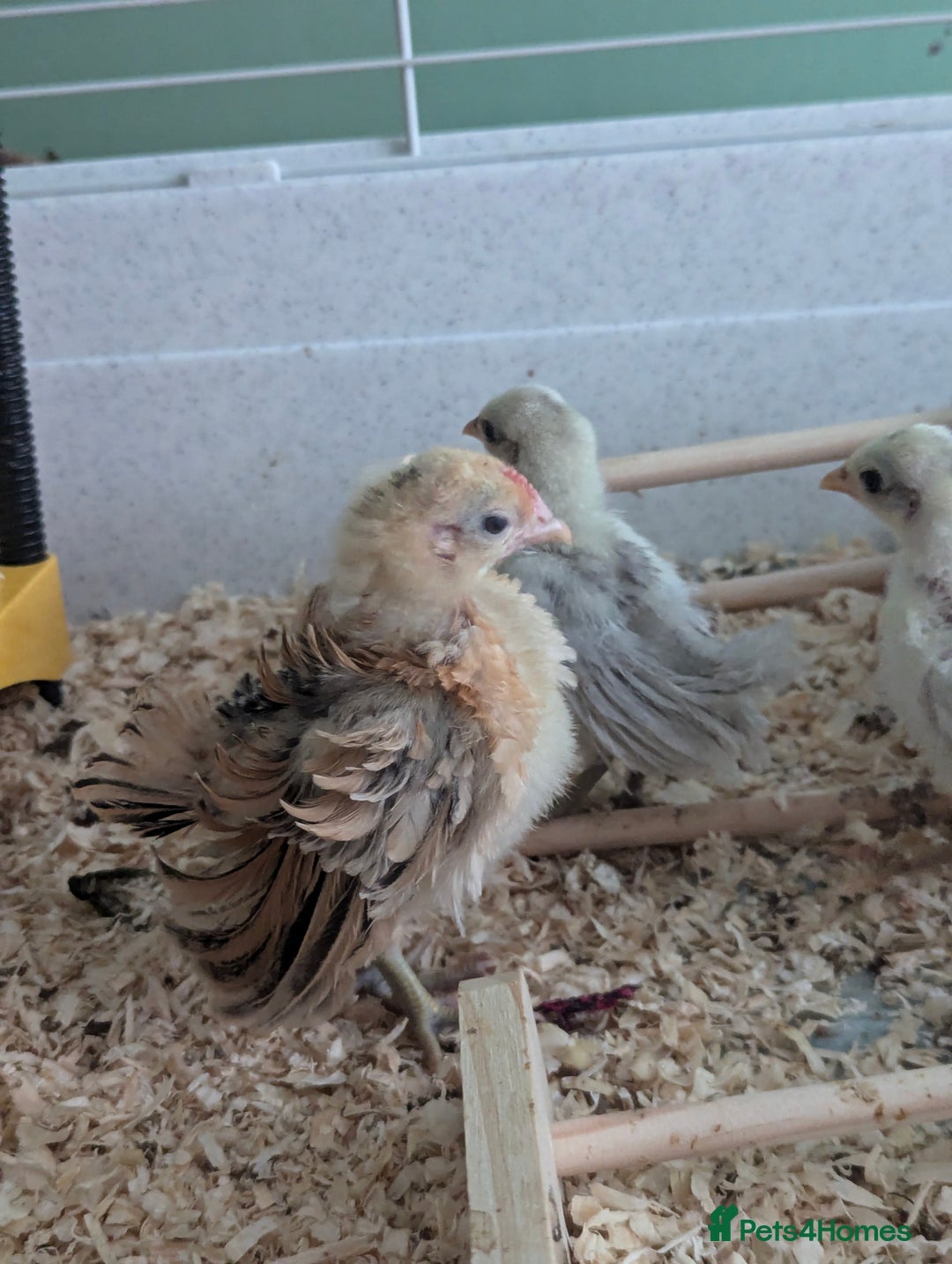 Chickens poultry for sale: Tiny Serama chicks (world's smallest chicken) - Image 6