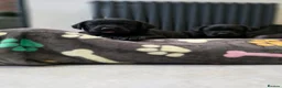 Labrador Retriever dogs for sale: Beautiful Labrador puppies  - Advert 7