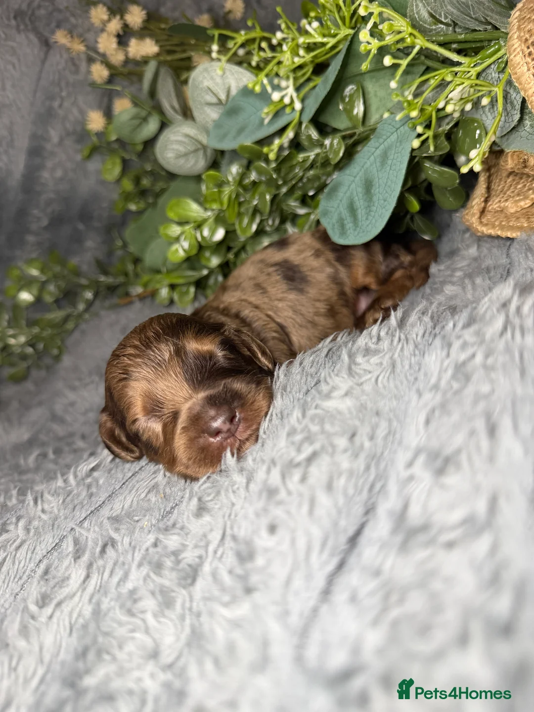 Cockapoo dogs for sale: F2 cockapoo family raised  - Advert 22