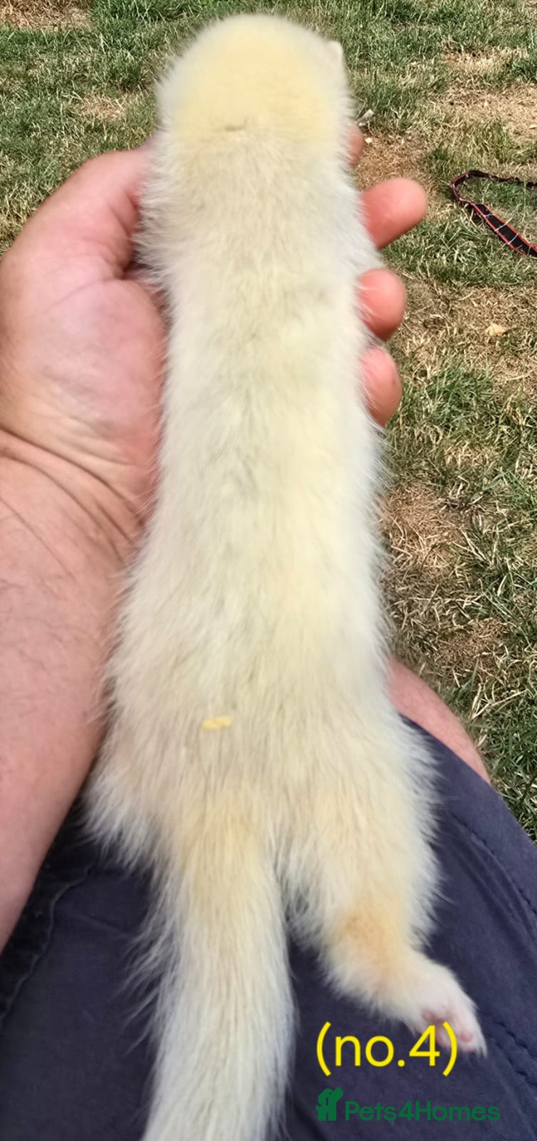 Ferret rodents for sale: Ferret kits - Image 6