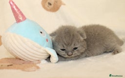 British Shorthair cats for sale: Gccf blue British shorthairs *ready November* - Image 13