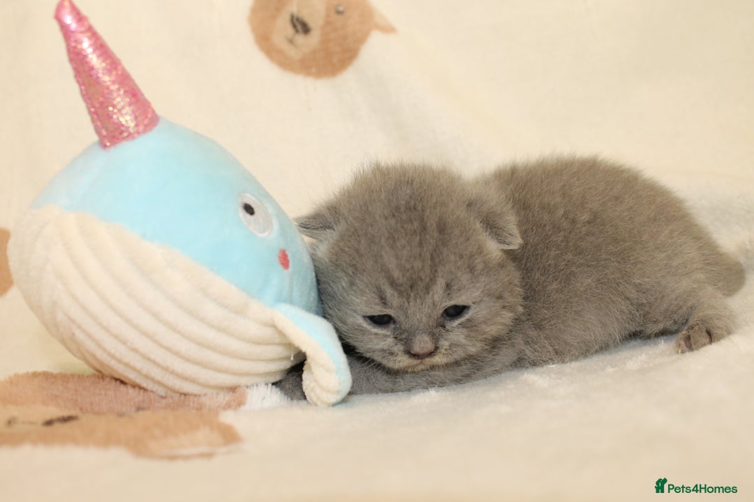 British Shorthair cats for sale: Gccf blue British shorthairs *ready November* - Image 13