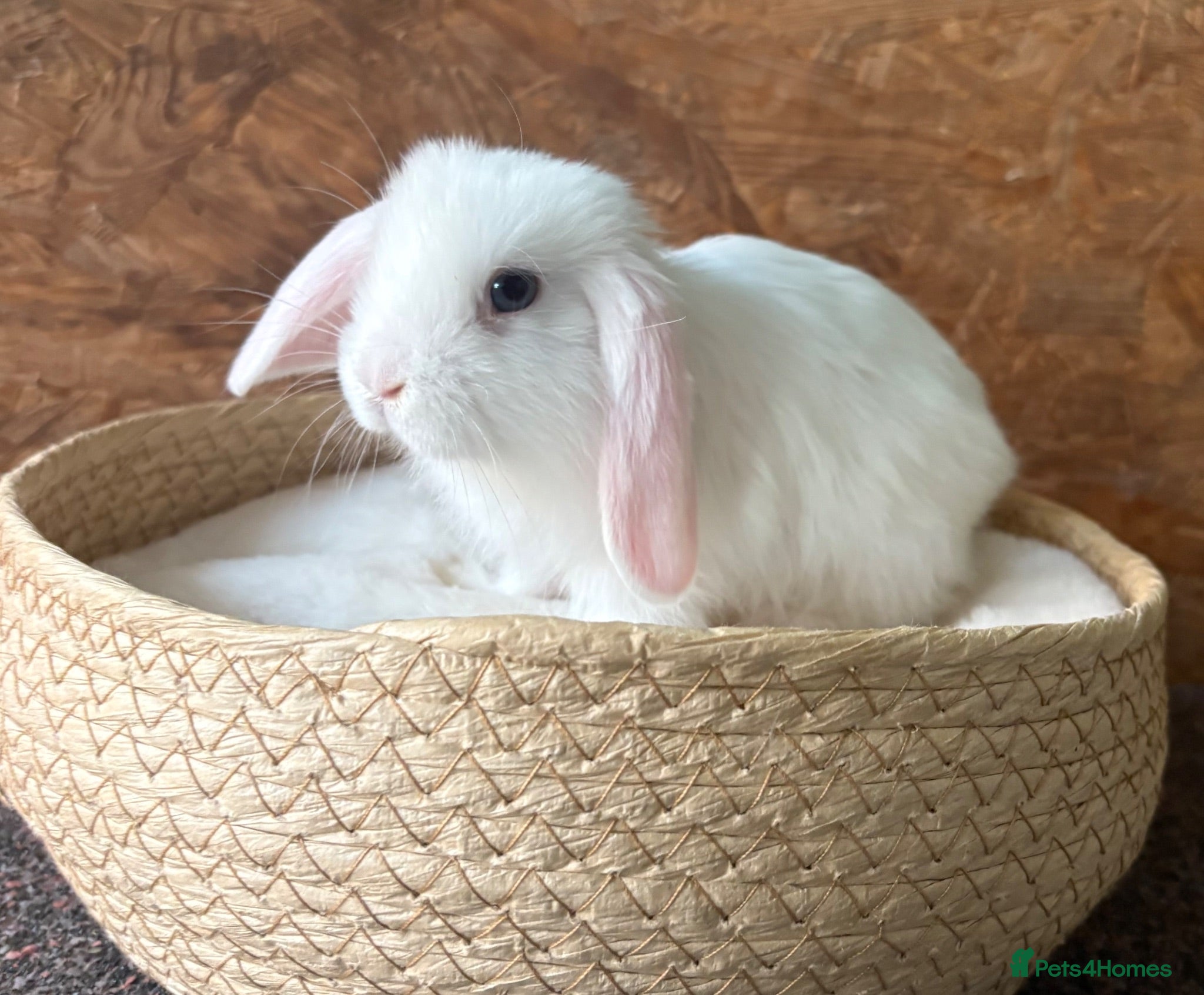 Mini Lop rabbits Mini lop available to reserve - Advert 18