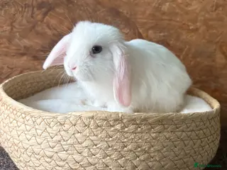 Mini Lop rabbits Mini lop available to reserve - Advert 18