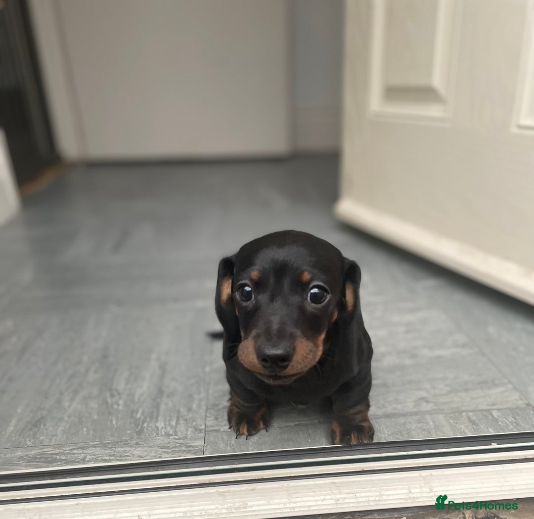 Miniature Dachshund dogs for sale: 10 week old Miniature Dachshund  - Advert 2