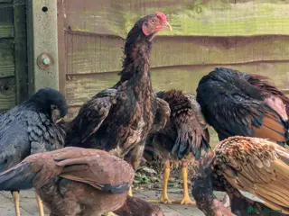Hens poultry Pure Aseel Chickens –Cocks, Hens & Pairs Available - Advert 1