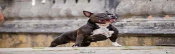 American Bully dogs for sale: American Pocket Bullys Female  in Ashford - Advert 4