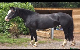 Welsh Section D horses for sale: Ebony - A 148 with huge potential !! - Image 8