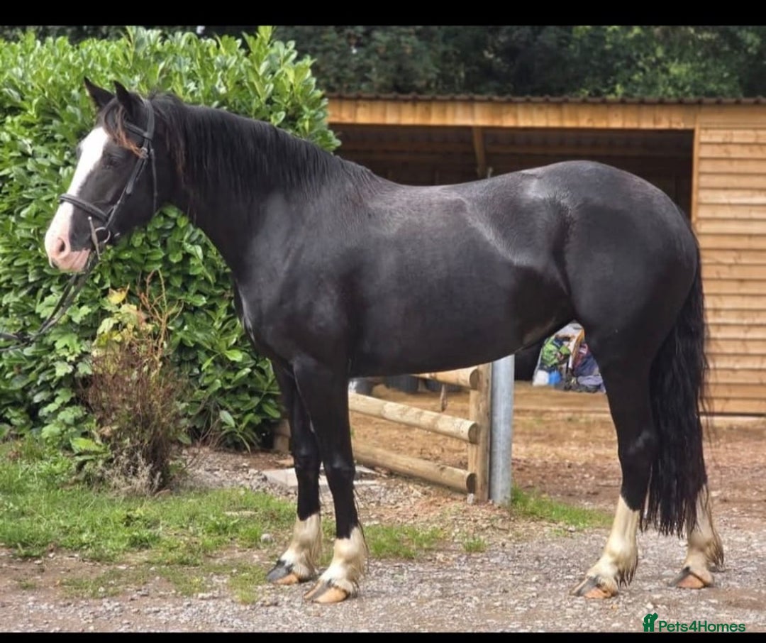 Welsh Section D horses for sale: Ebony - A 148 with huge potential !! - Image 8