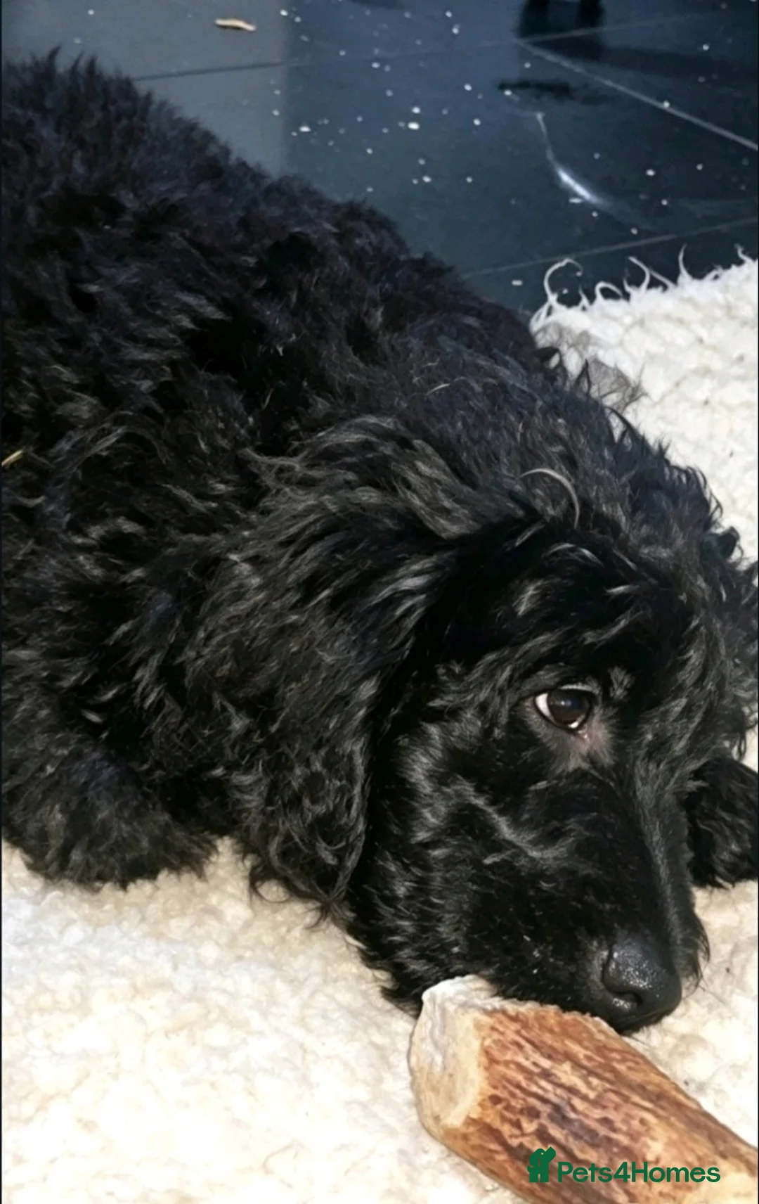 Goldendoodle dogs for sale: Beautiful miniature F1 Goldendoodle - Advert 2