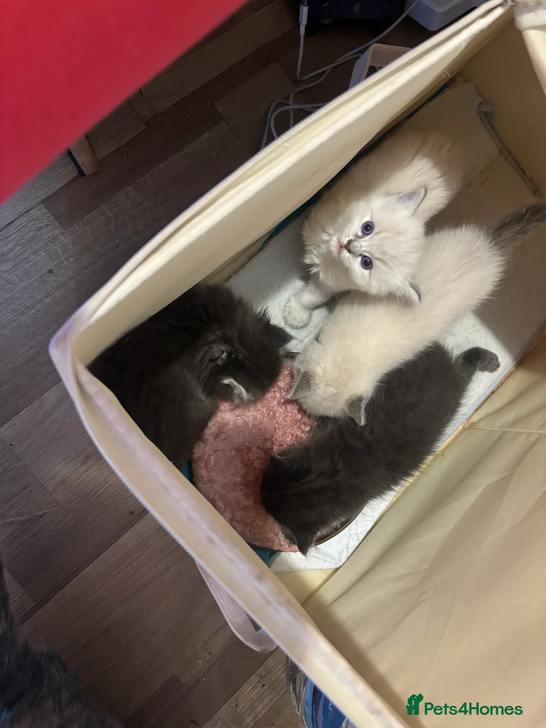 Ragdoll cats for sale: 4 bundles of Ragdoll x joy - Advert 6