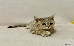 British Shorthair cats for sale: Charming pure BSH kitten - Image 15