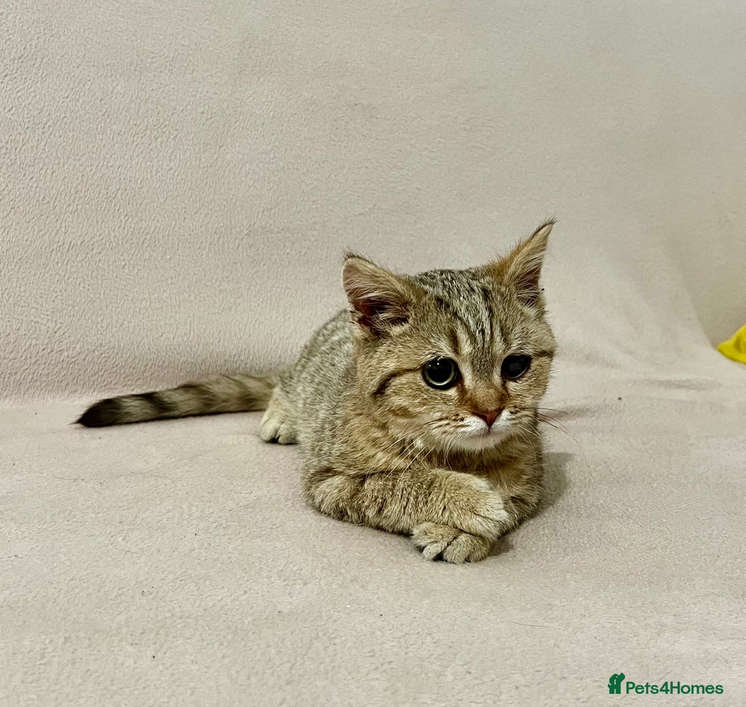 British Shorthair cats for sale: Charming pure BSH kitten - Image 15