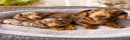 Miniature Dachshund dogs for sale:  💖💖 2Beautiful girls ready now 💖💖 - Advert 6
