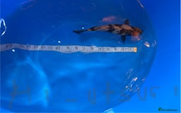Koi Carp fish for sale: Mix of koi  - Image 5