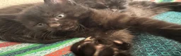 Domestic Shorthair cats for sale: White and black kittens (Currently 1 month) in Croydon - Advert 7