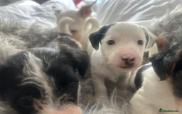 Jackapoo dogs for sale: 4 beautiful jackapoo boys - Image 11
