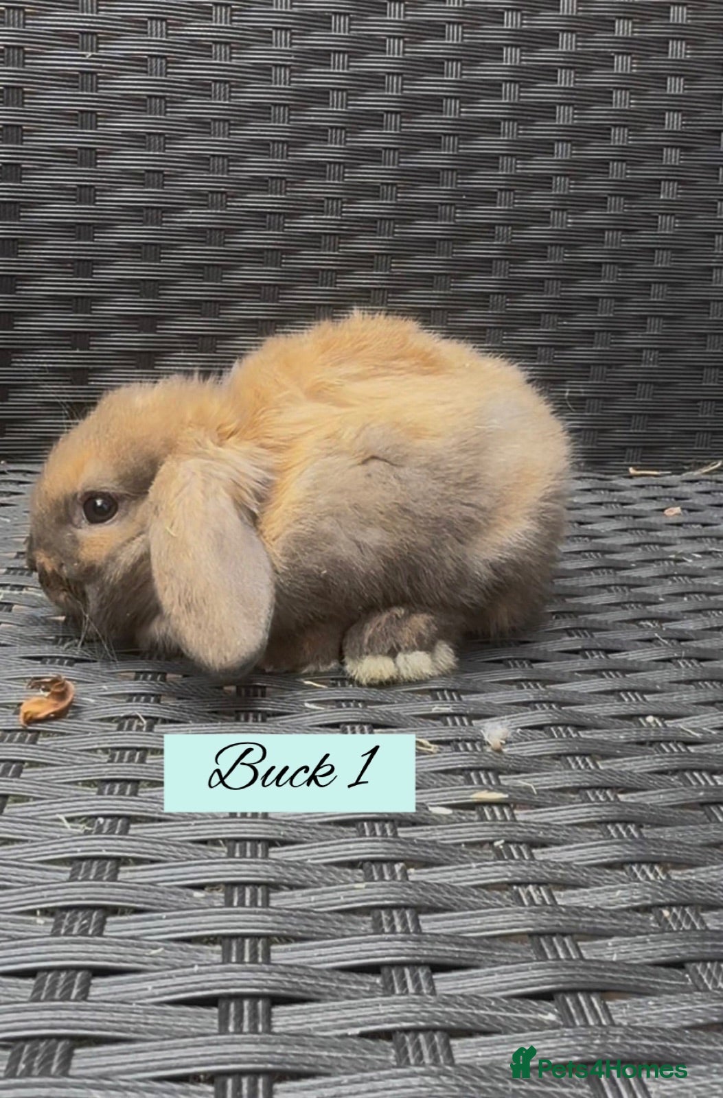 Mini Lop rabbits Beautiful Mini Lop baby’s looking for a new 🏡. - Advert 14