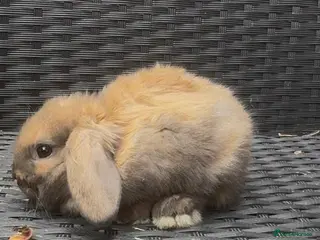 Mini Lop rabbits Beautiful Mini Lop baby’s looking for a new 🏡. - Advert 10