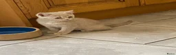 British Shorthair cats for sale: Gccf Registered kittens  - Advert 5