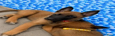 Karma- Puppy 3 