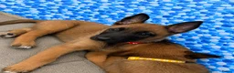Belgian Shepherd Dog dogs for sale: Confident Mali Pups  **   ‼️ - Advert 23