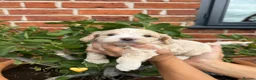 Maltipoo dogs for sale: Outstanding Maltipoo F1 puppies in Whitchurch - Advert 16