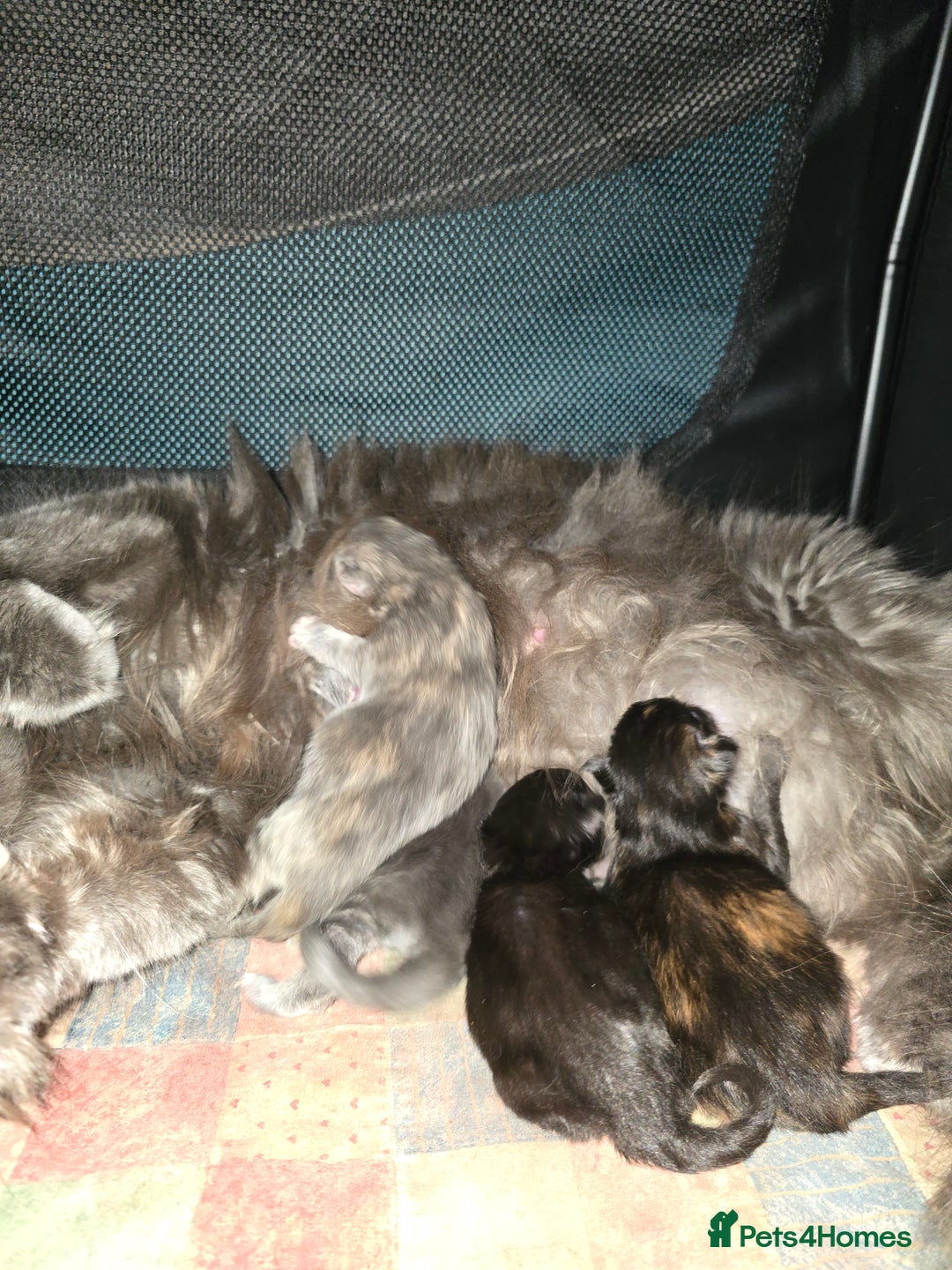 Maine Coon cats for sale: Beautiful Tica registered girls - Advert 19