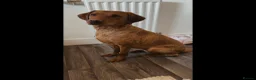 Labrador Retriever dogs for sale: ‼️Gorgeous DARK fox red Labrador puppies‼️ - Advert 20