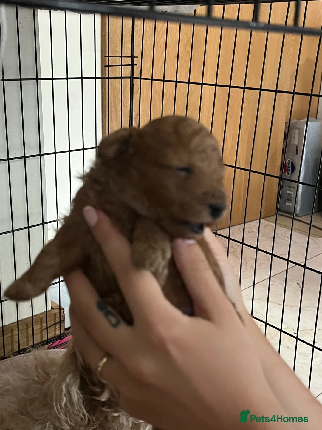 Maltipoo dogs for sale: Maltipoo Puppies  - Advert 35