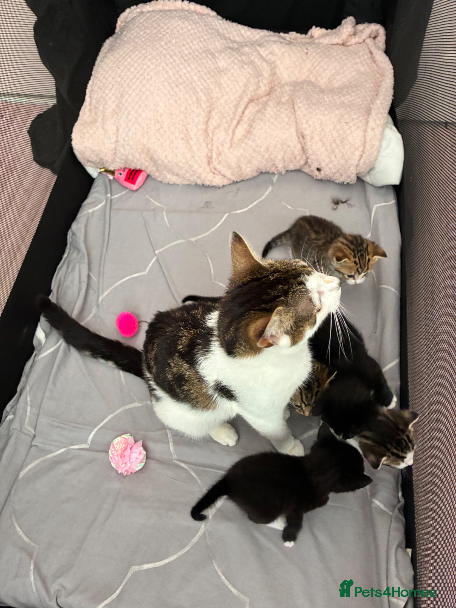 Mixed Breed cats for sale: 5 kittens for rehoming  in Droitwich - Advert 4