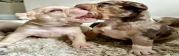 Mixed Breed dogs for sale: Exotic bullies - English bulldog x American bully - Advert 24