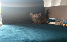 Domestic Shorthair cats for sale: Kittens looking for their forever home  - Image 19