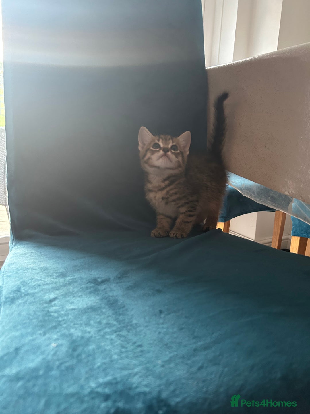 Domestic Shorthair cats for sale: Kittens looking for their forever home  - Image 19