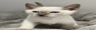 Siamese Kitten 4