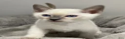 Siamese cats for sale: GCCF Registered Siamese Kittens  - Advert 3
