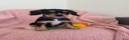 Mixed Breed dogs for sale: Shnauzerlier , cavalier x schnauzer  - Advert 2