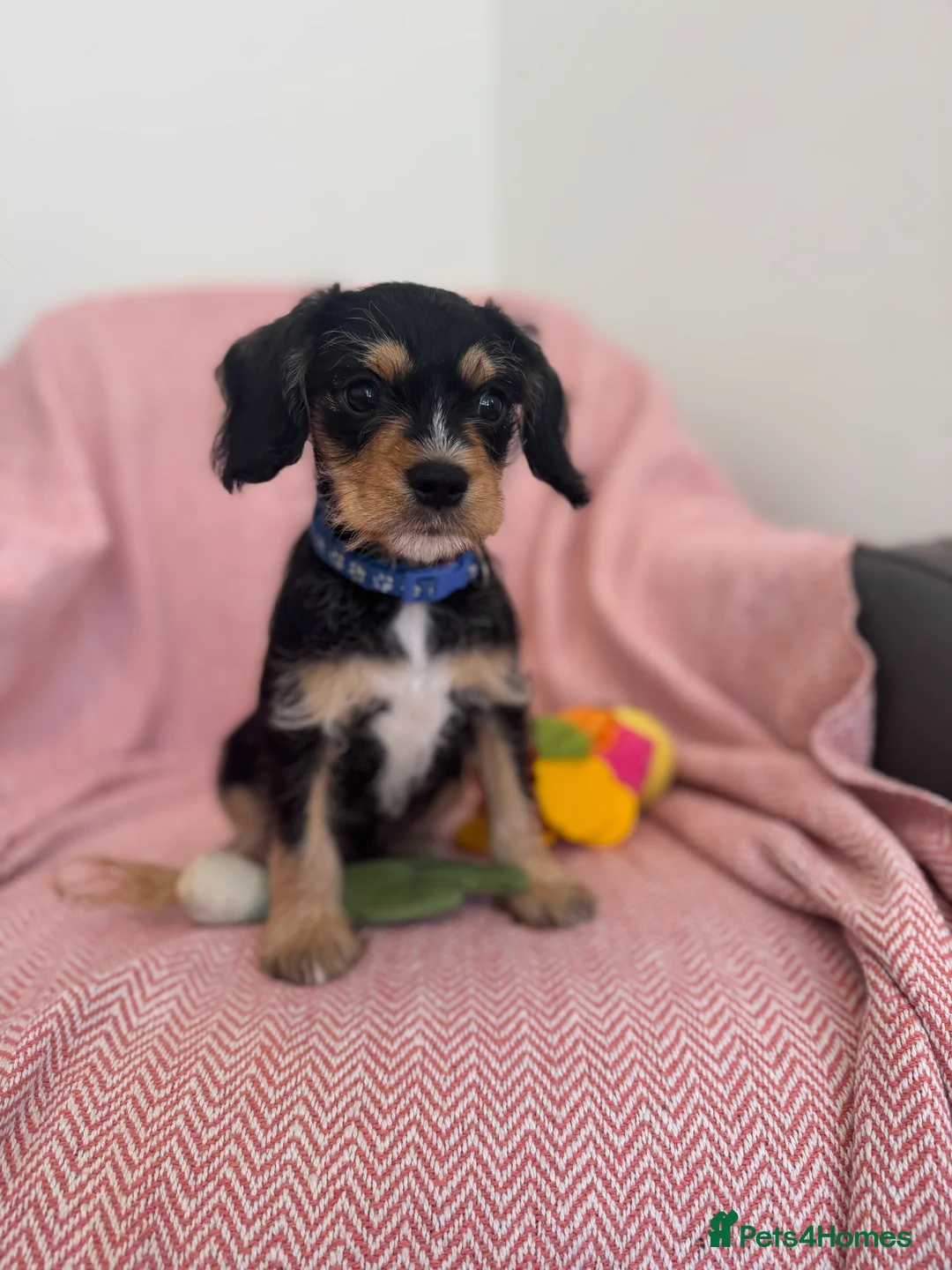 Mixed Breed dogs for sale: Shnauzerlier , cavalier x schnauzer  - Advert 2