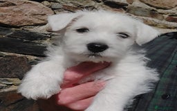 West Highland Terrier dogs for sale: Westie Puppies  - Image 2