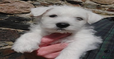 West Highland Terrier dogs - Advert 3
