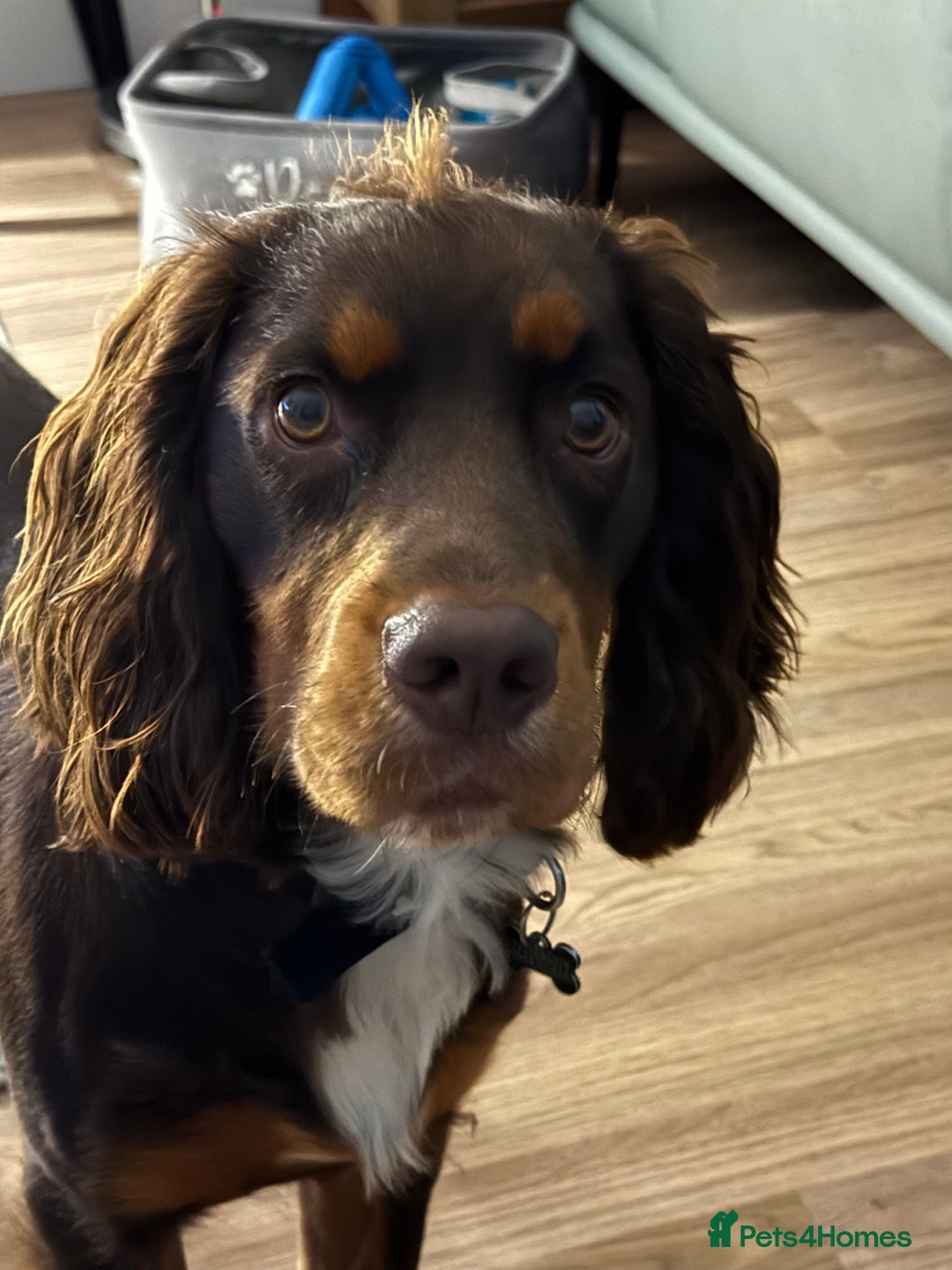 Cocker Spaniel dogs for sale: Beautiful Male Working Cocker Spaniel - Advert 7