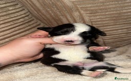 Mixed Breed dogs for sale: 🐾 3 Beautiful Show Cocker Spaniel Mix Puppies 🐾 - Image 4