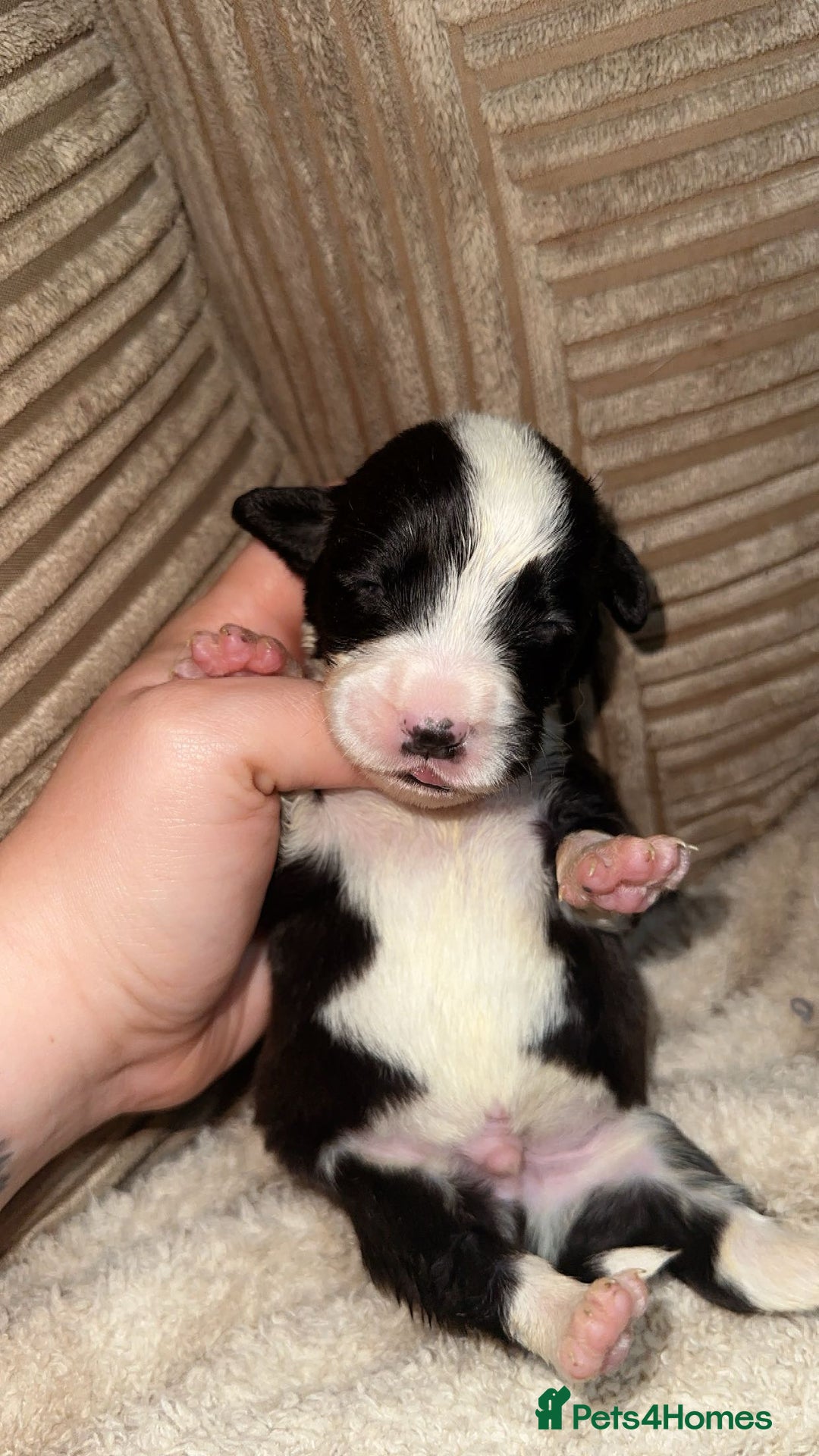 Mixed Breed dogs for sale: 🐾 3 Beautiful Show Cocker Spaniel Mix Puppies 🐾 - Image 4