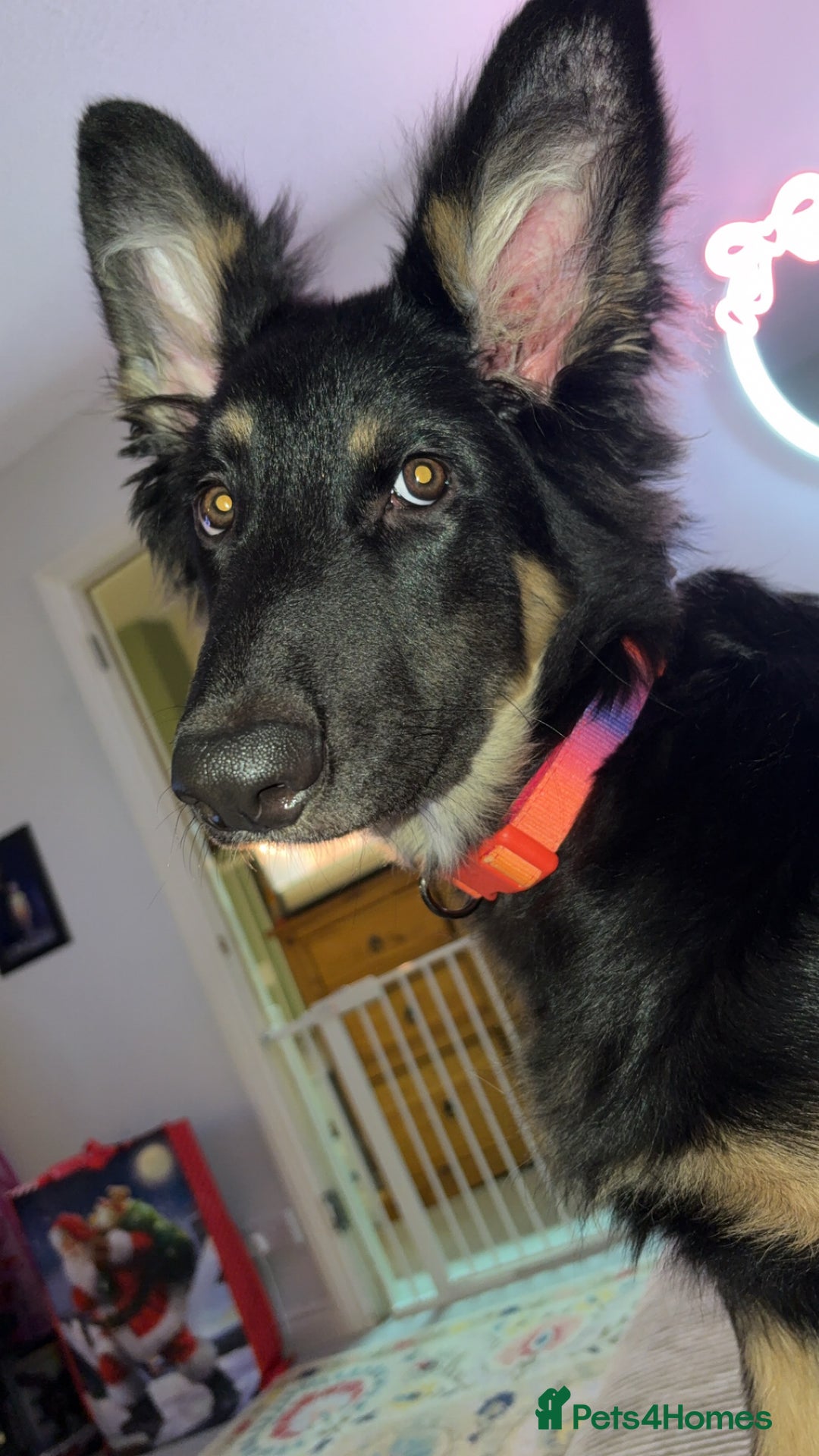 German Shepherd dogs for sale: German Shepard  - Advert 2