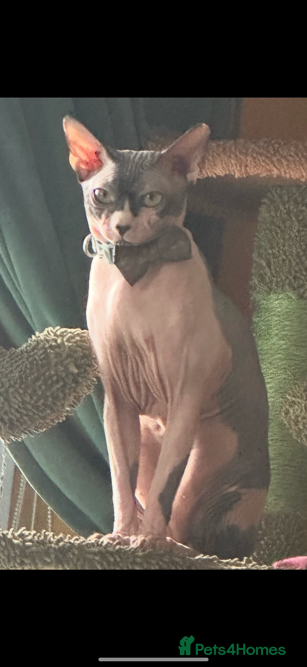 Sphynx cats for sale: Male Sphynx – Sidrick – 1½ Years Old - Advert 5
