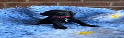 Cockapoo dogs for sale: ⭐️ F1 Cockapoos ~ Health Tested Parents ⭐️ - Advert 6