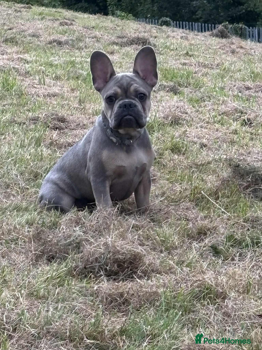 French Bulldog dogs for sale:  Last 2 puppies for  700 !!!   💕🐶 in Swansea - Image 22
