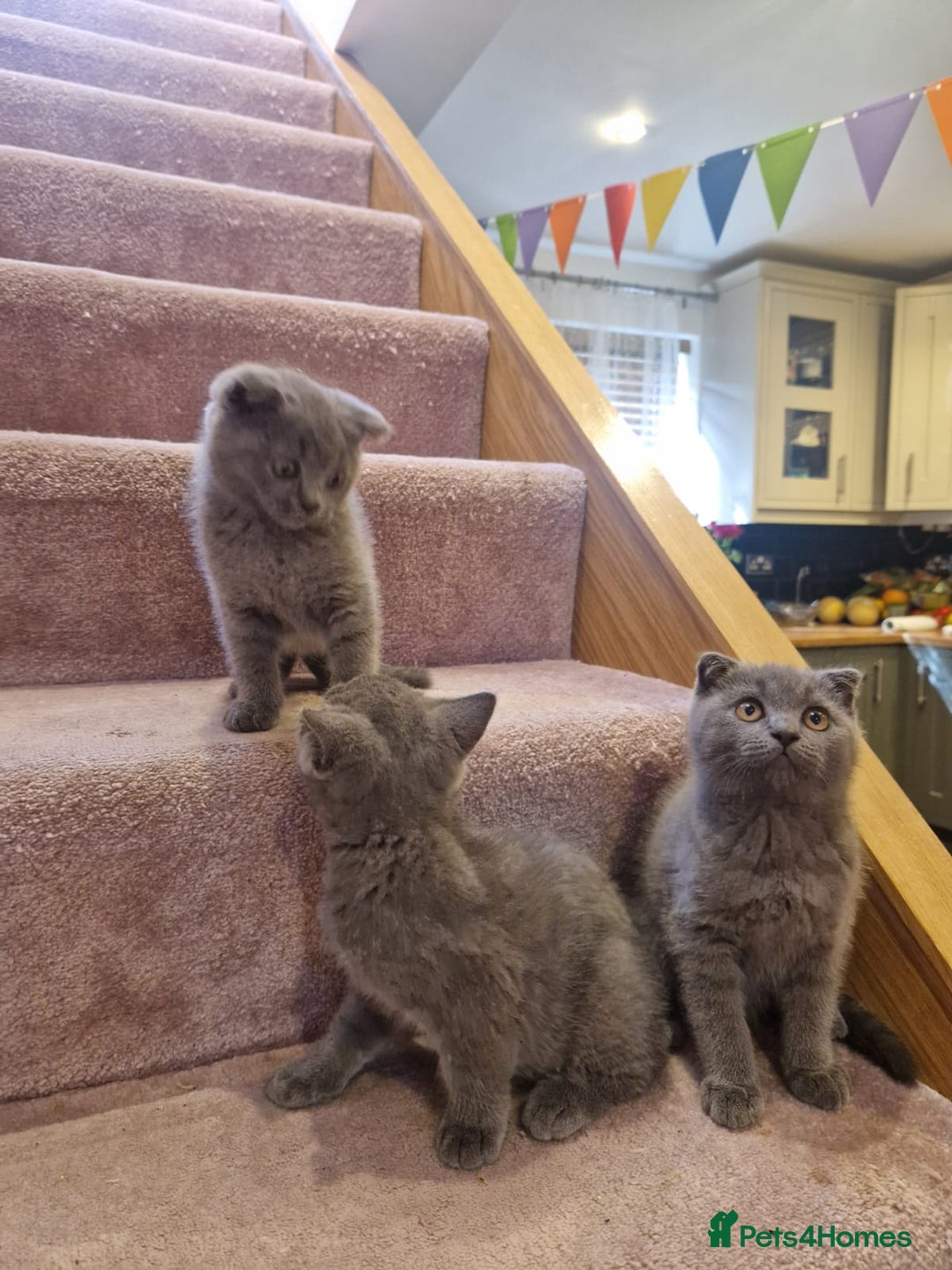 Scottish Fold cats for sale: 1 BSH Boy AVAILABLE. in Sheffield - Image 9